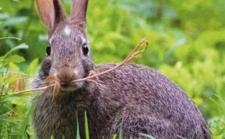 Summertime is bunny time for cottontail rabbits