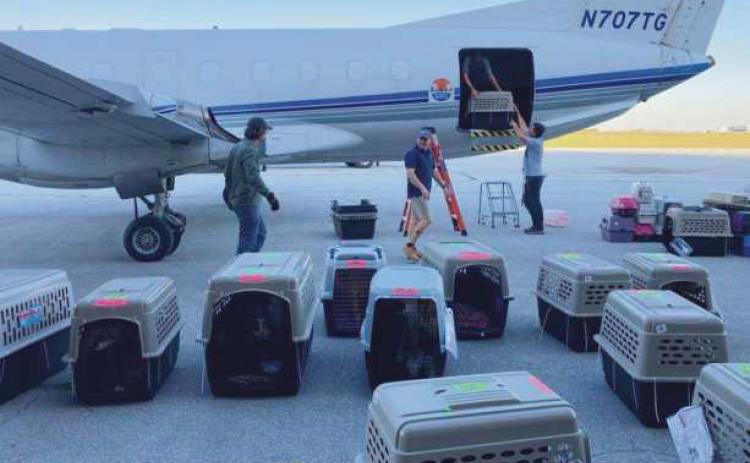 A transport unloads carriers of animals rescued from shelters in the path of Hurricane Ian.
