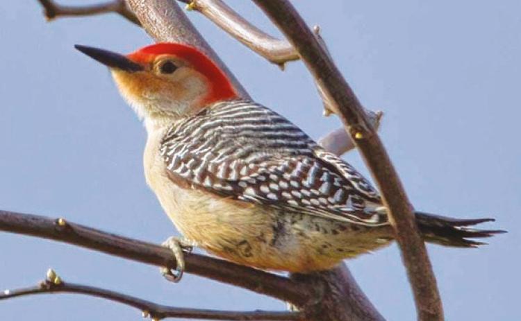 Ottawa National Wildlife Refuge is home to many species of woodpeckers
