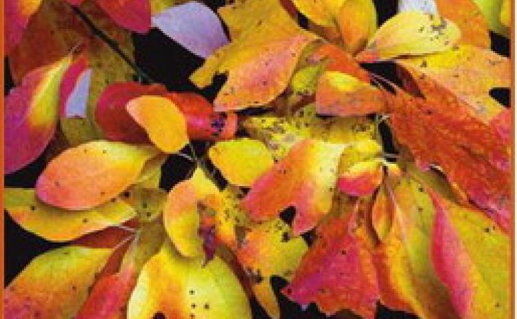 How autumn illuminates the forests