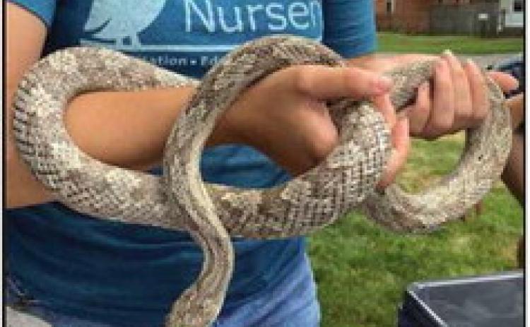 Nature’s Nursery to present hardy herptiles at FPCC on September 7