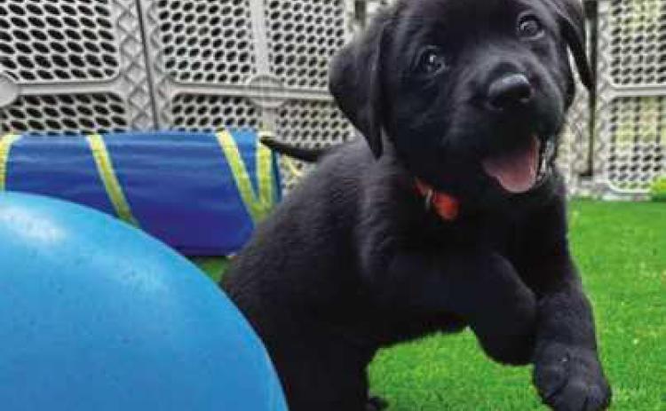 Ability Center seeking volunteers for assistance dog program