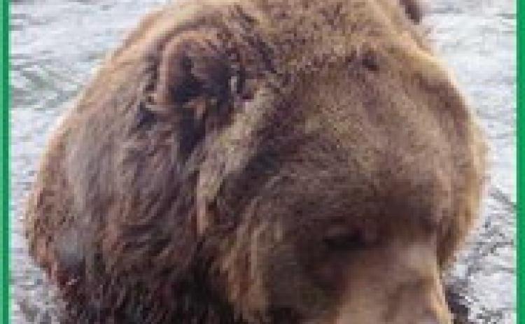 Kodiak Ridge exhibit opens at Toledo Zoo