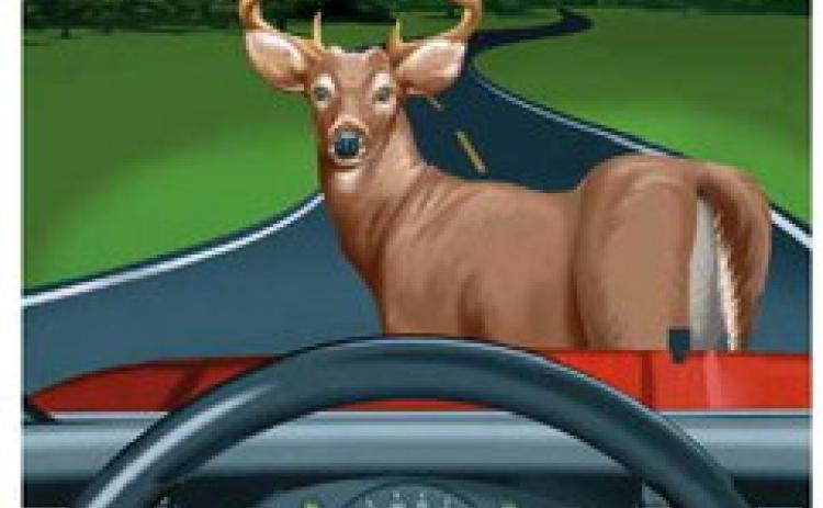 Suggestions for avoiding vehicle/deer collisions
