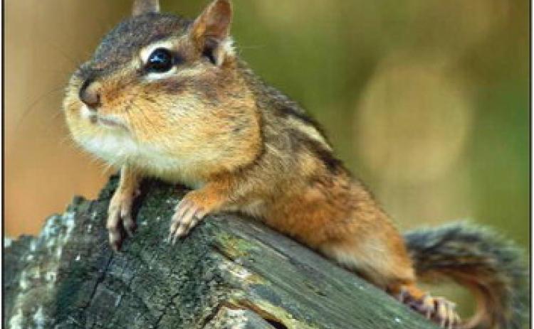 Window on Wildlife