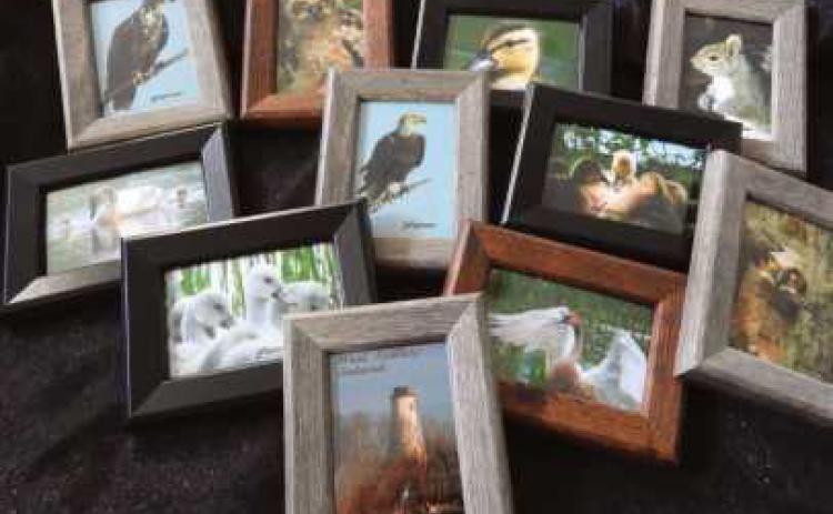 Stop and Shop offers nature-themed items