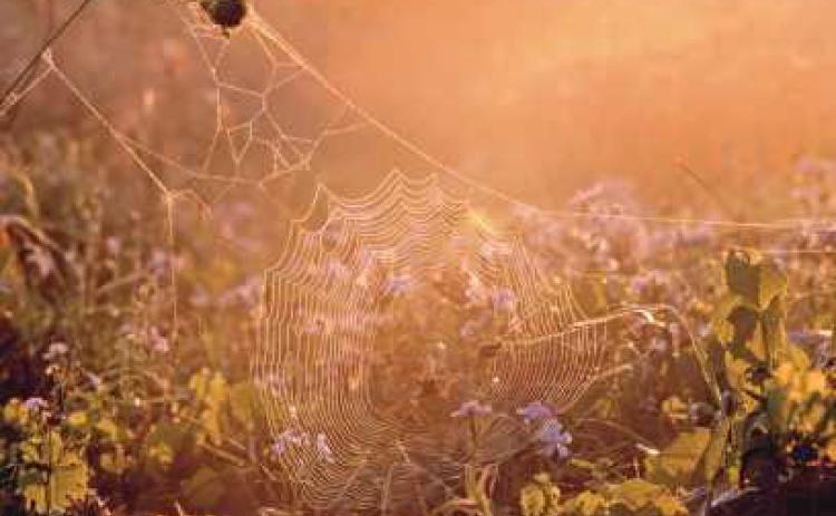 Autumn weaves its webs