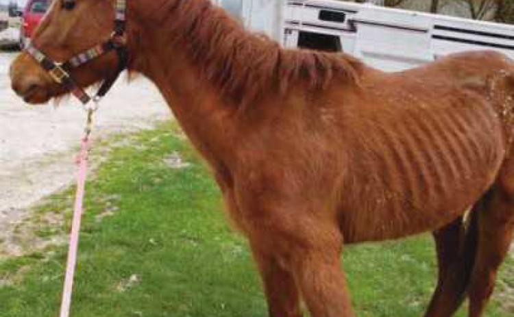 Horses are cared for at the Healing Barn, which provides equine rescue and rehabilitation.