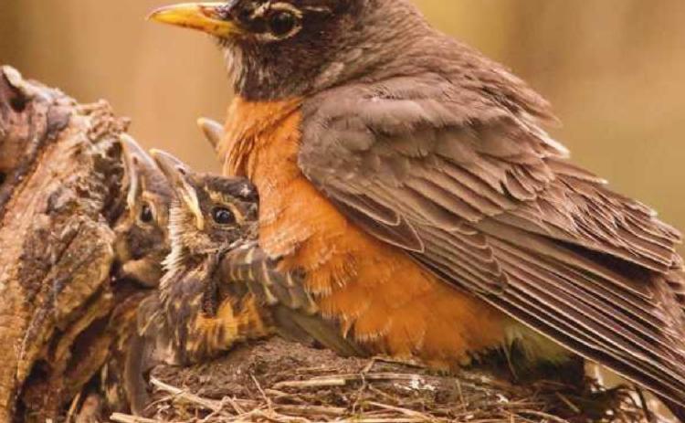 Window on Wildlife