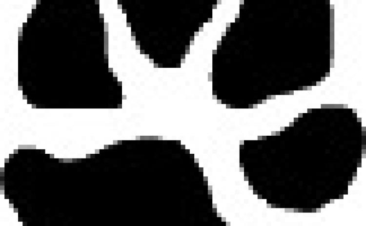 Alt Text for Image