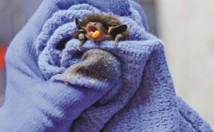Volunteer Karen Wolf coaxes a bat to eat some meal worms. Below is Seraphina, a female screech owl, who lives at the nursery and is used for educational purposes.