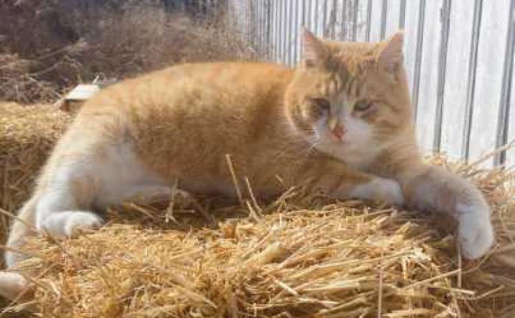 Peaches, the Wood County Museum cat.