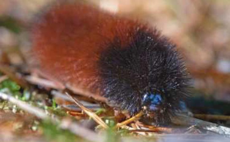 Is the woolly bear caterpillar a predictor of winter weather?