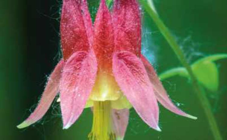 Native plants blooming in summer