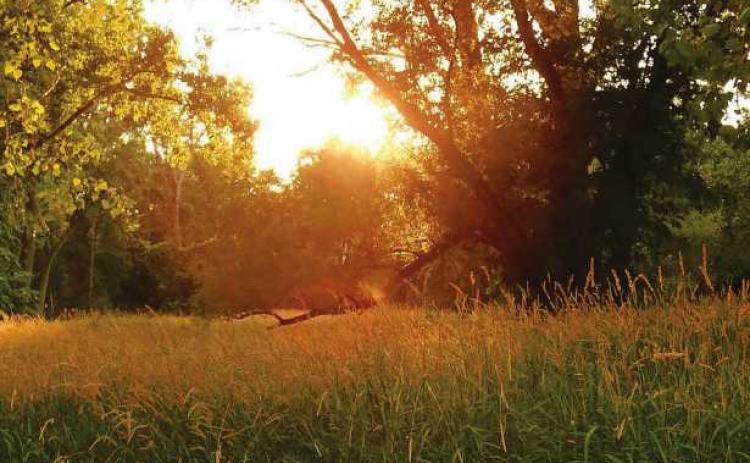 The healing power of nature