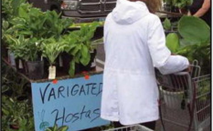 Black Swamp Society to hold annual perennial sale