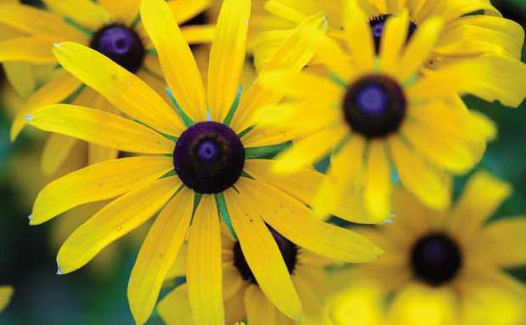 Black­eyed susans, a meadow wildflower