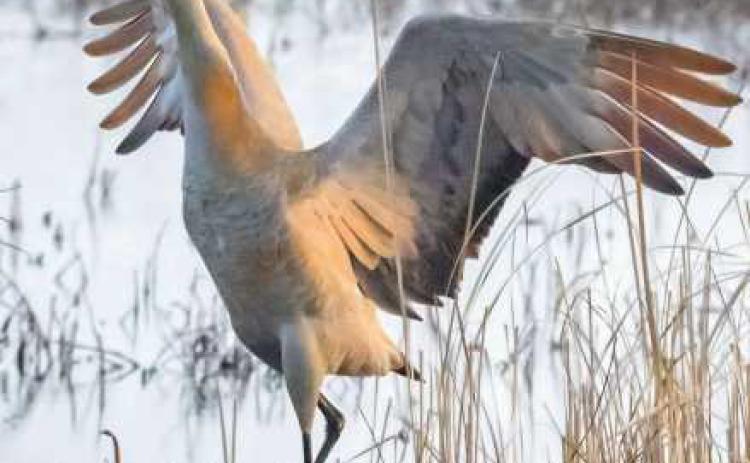 Sandhill cranes are nesting at marshes