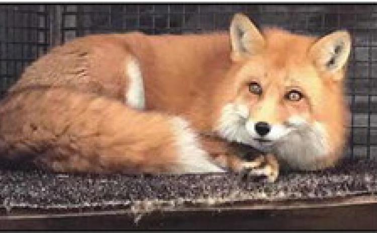 Lenny the fox was rescued by Nature’s Nursery and is currently an animal ambassador for the organization.