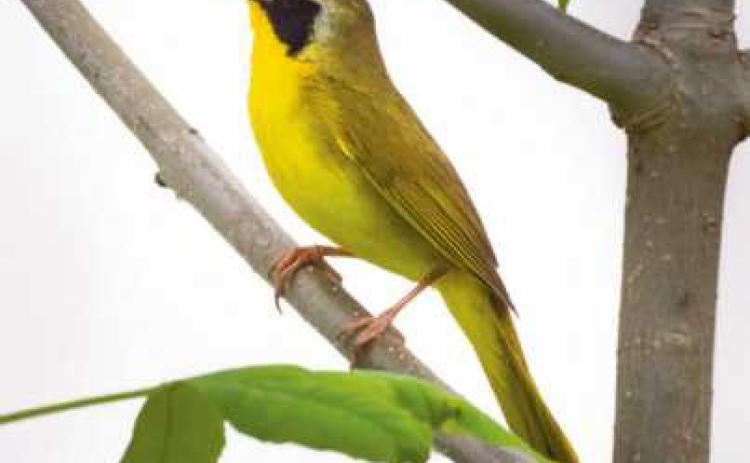 Warbler migration slows while wading birds come into focus
