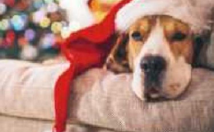Year-end online fund-raiser to benefit local animals