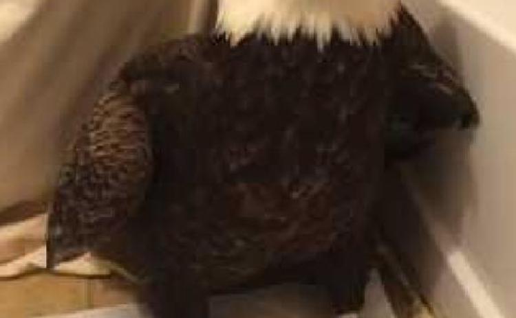 Bald Eagle