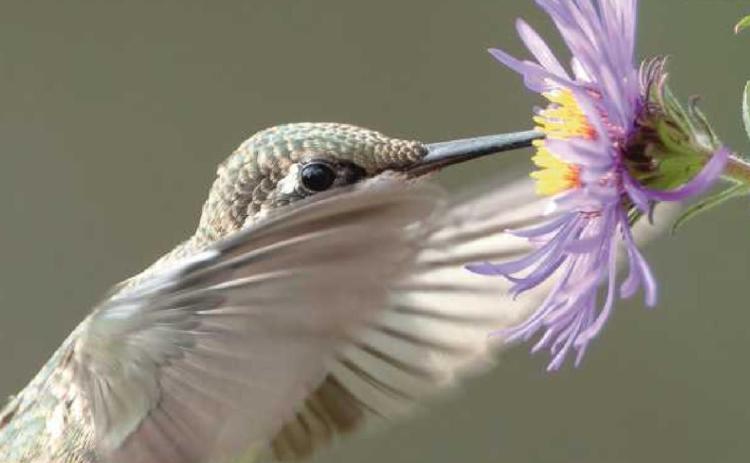 Window on Wildlife