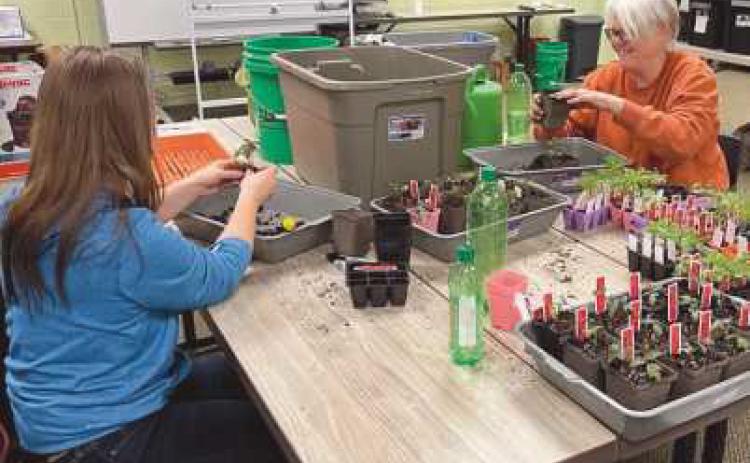 A volunteer helps staff up-potting plants for office gardens.
