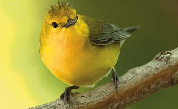 Window on Wildlife