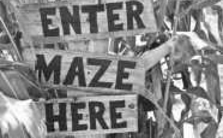 Corn maze open
