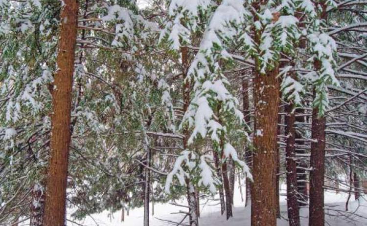 Pine trees are not native to northwest Ohio