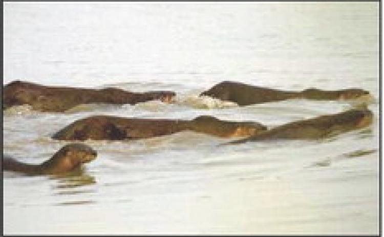River otters find home at Ottawa National Wildlife Refuge