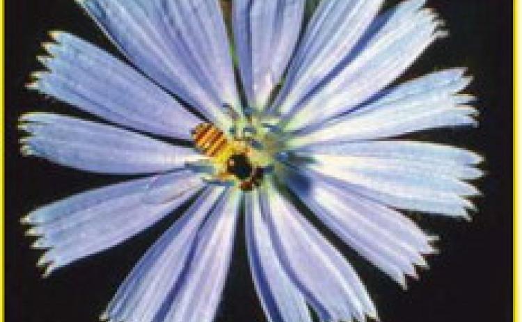 Chicory flower and legend of the blue sailor