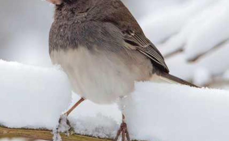 Snowbirds return as seasons change